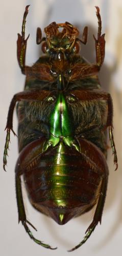 Lomaptera sp.